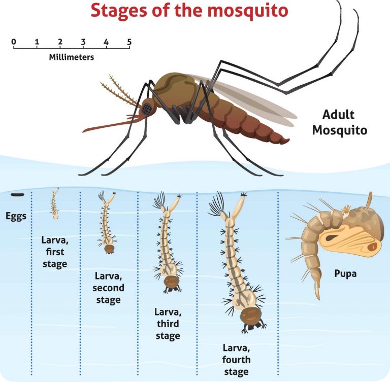 how-to-kill-mosquito-larvae-2020-useful-method-x-pest