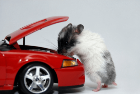 How to Keep Mice Out of Vehicles - x-pest