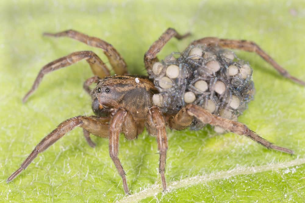 How to Eliminate Wolf Spiders - x-pest