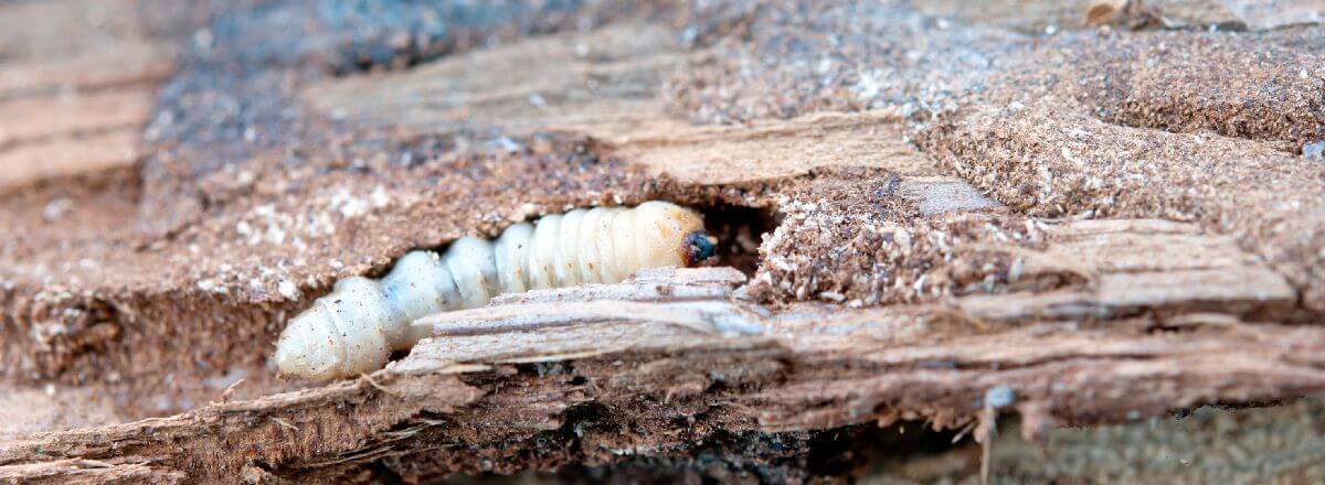 How To Get Rid Of Woodworm X Pest