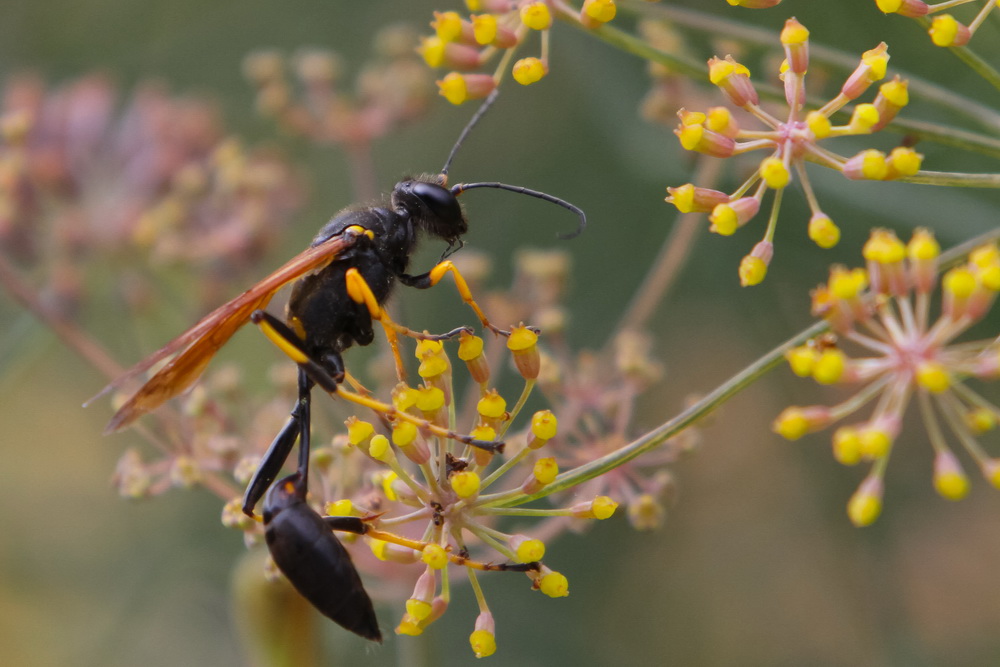 Black and yellow mud daubers