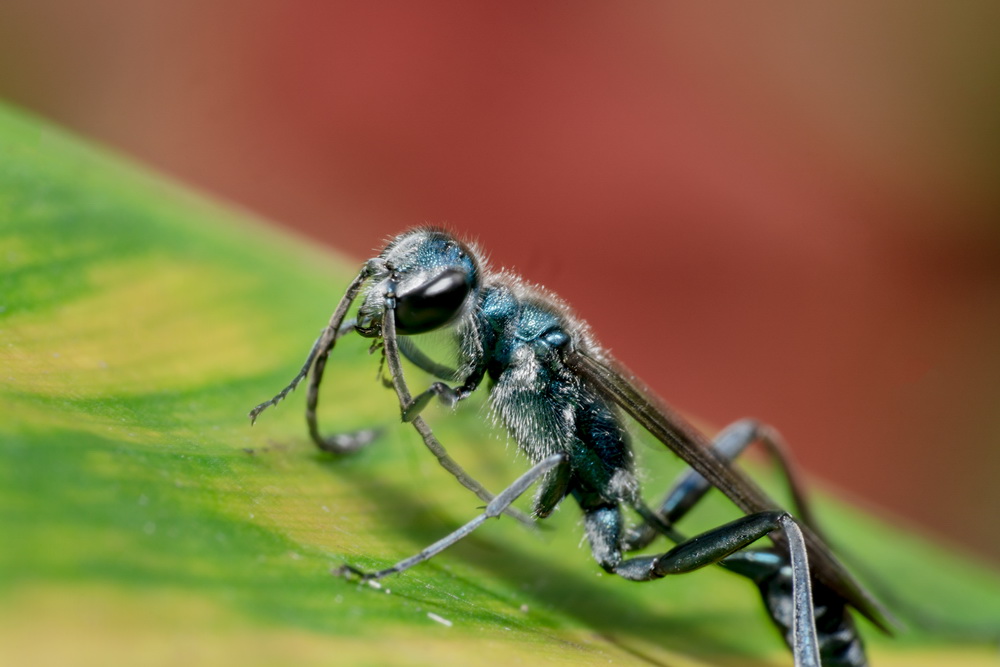 Metallic-blue mud daubers