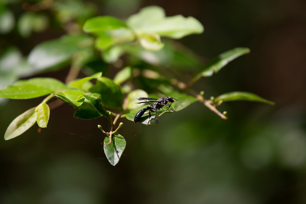 Organ pipe mud daubers