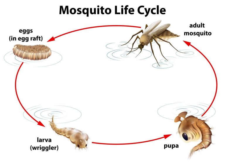 How to get rid of mosquitoes ? - x-pest