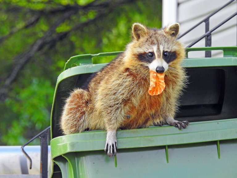 how-to-get-rid-of-raccoons-x-pest