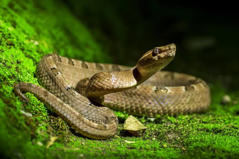 how-to-get-rid-of-snakes-x-pest