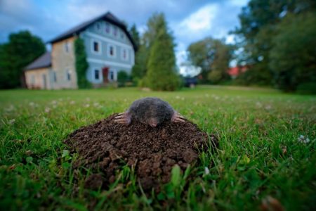 getting rid of moles on day 3 gardenscapes