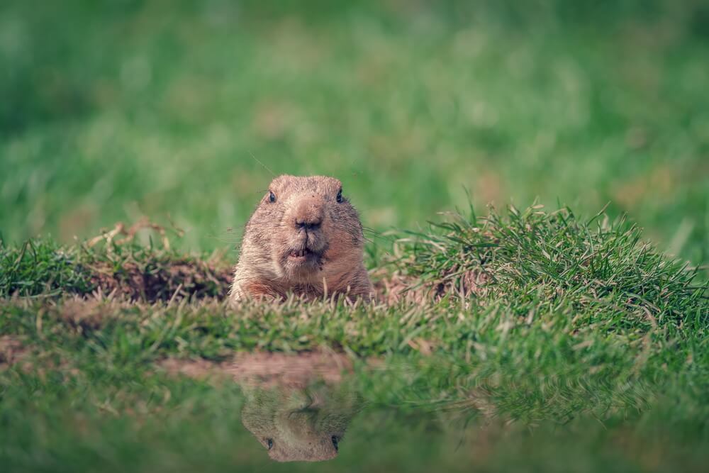 Get Rid Of Groundhogs - Kelly's Classroom